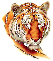 Tigerstark, das Tiger Content Management System