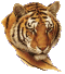 Tigerkopf klein